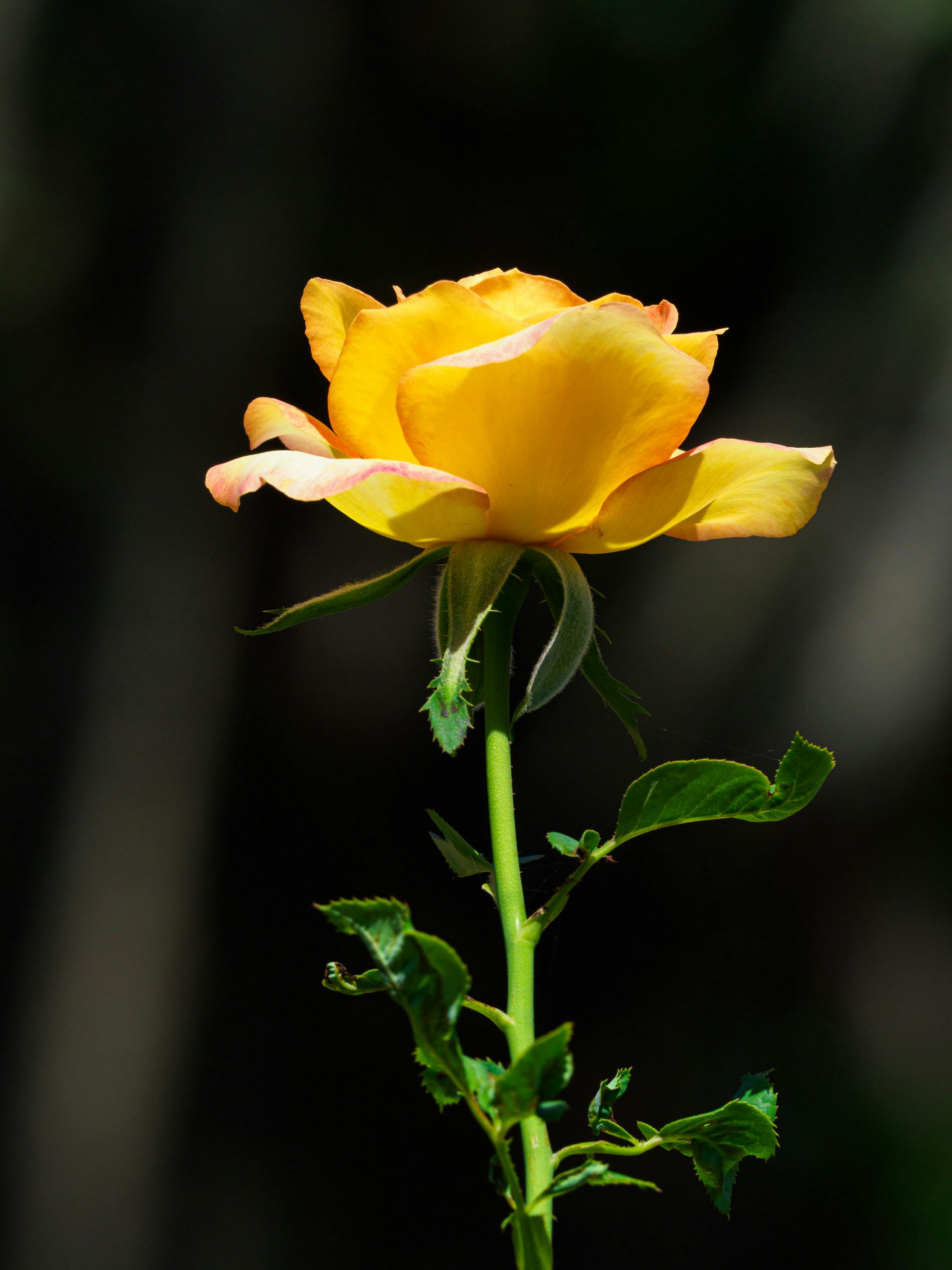 Close-up of a vibrant yellow rose in full bloom against a dark, verdant backdrop.