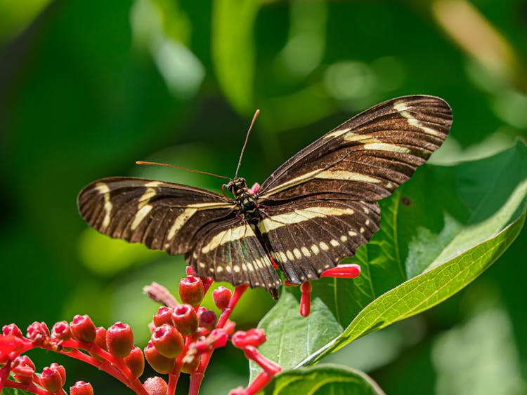 Zebra Longwing Butterfly On Leaf