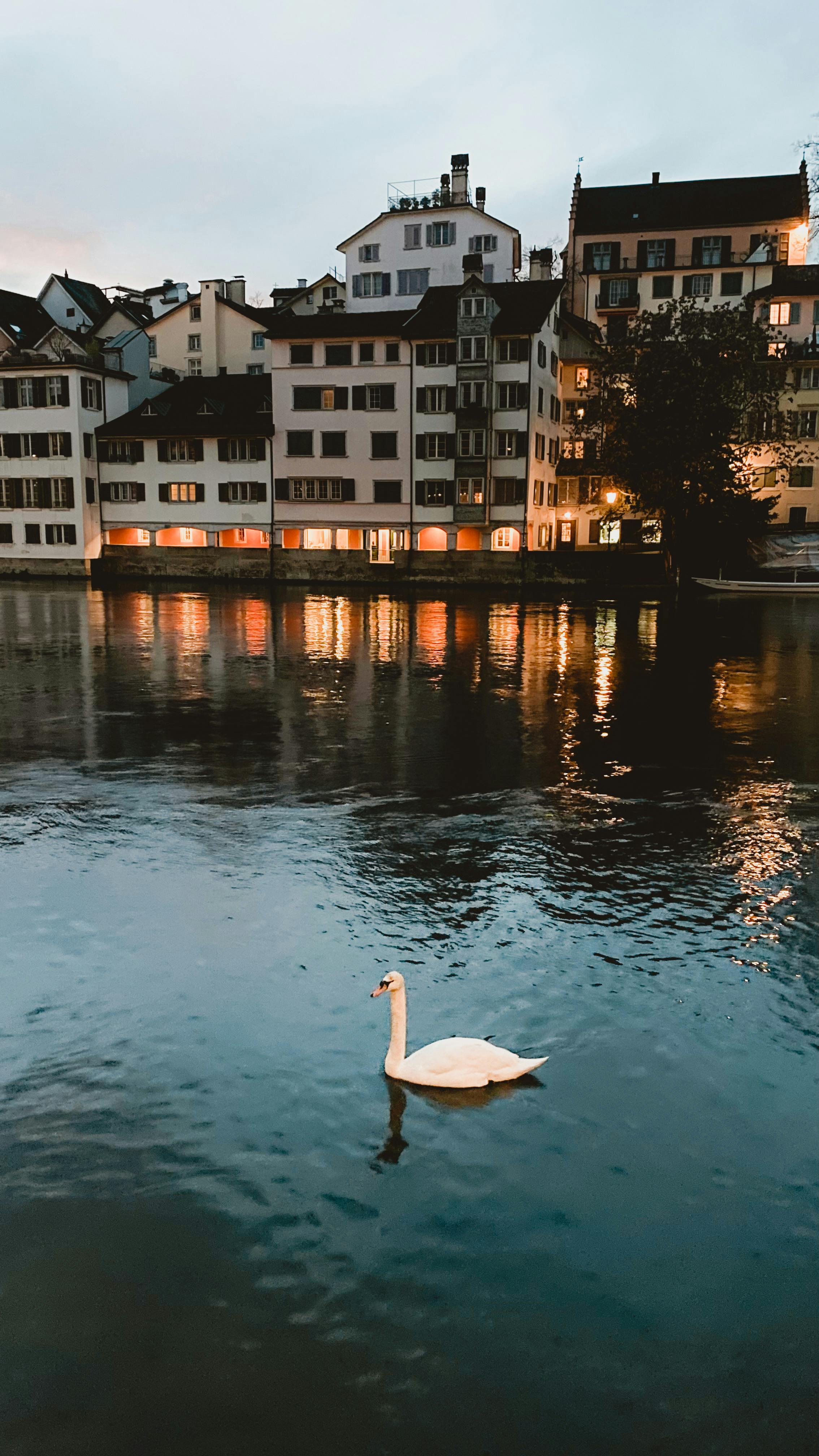 Beautiful evening scene of a swan on a river against the backdrop of Zurich's illuminated buildings.