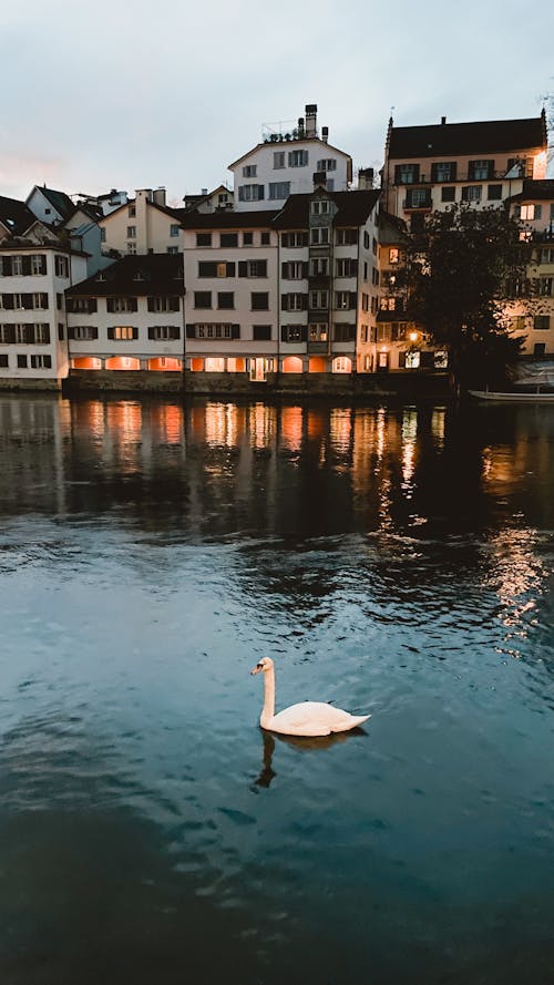 Swan in Canal in Zurich, Switzerland