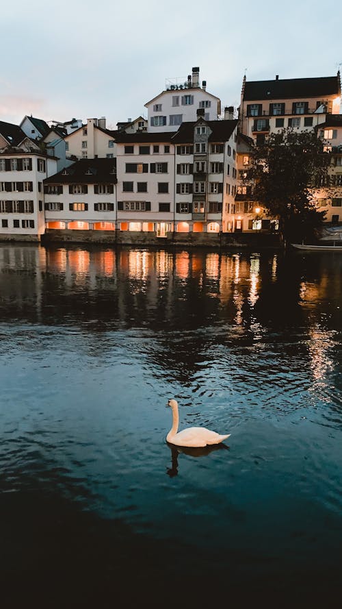 A Swan Swimming in the River in City 