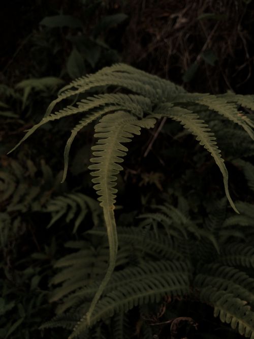 Free Detailed view of lush green fern foliage in a forest setting, highlighting natural beauty. Stock Photo