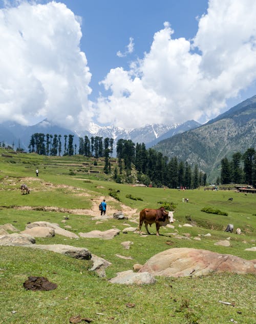 Cattle on a Field in Mountains
