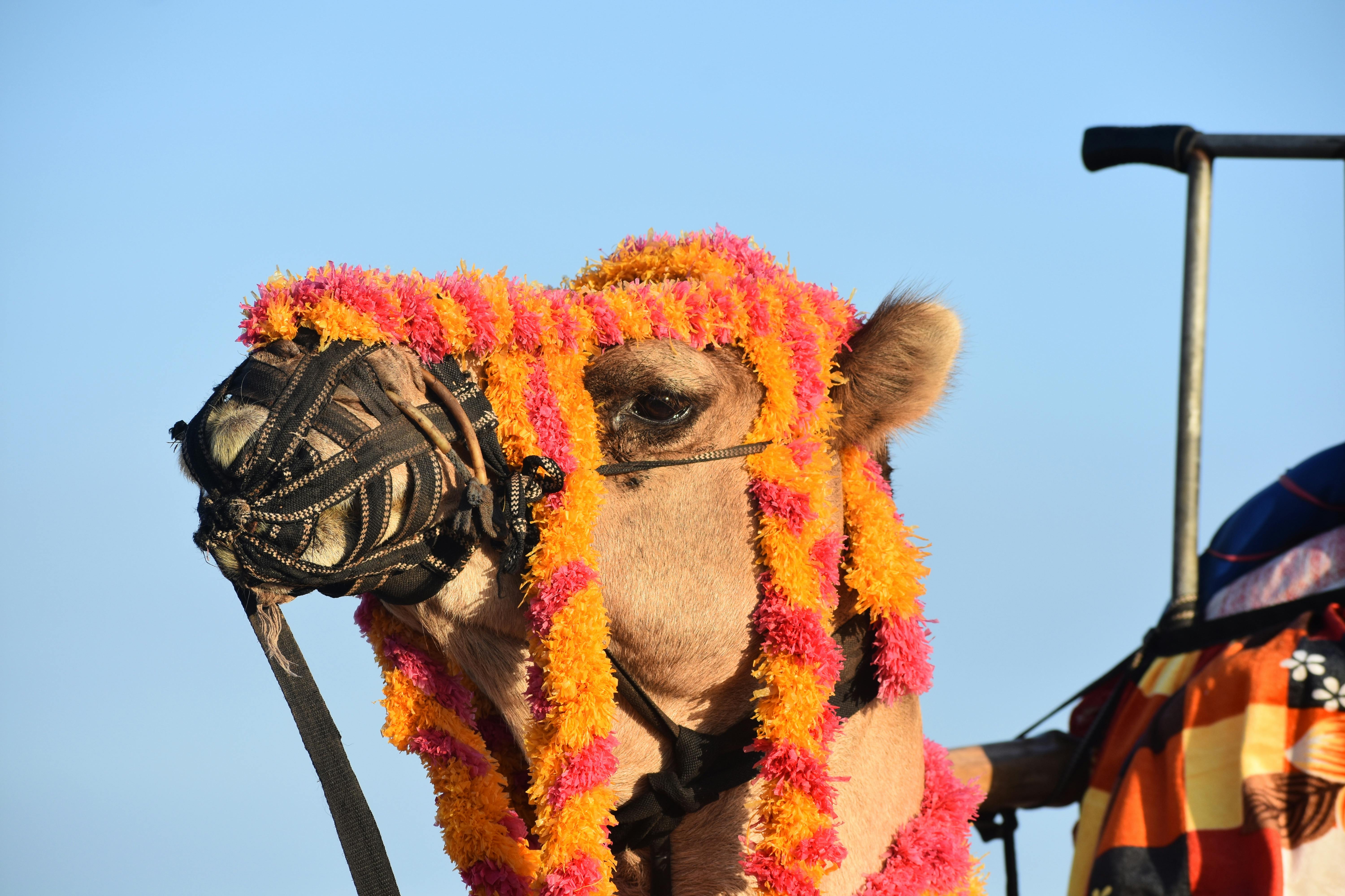 Free stock photo of Arabian camel, beautiful camel, camel