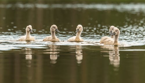 Baby Swans Swimming in the Water