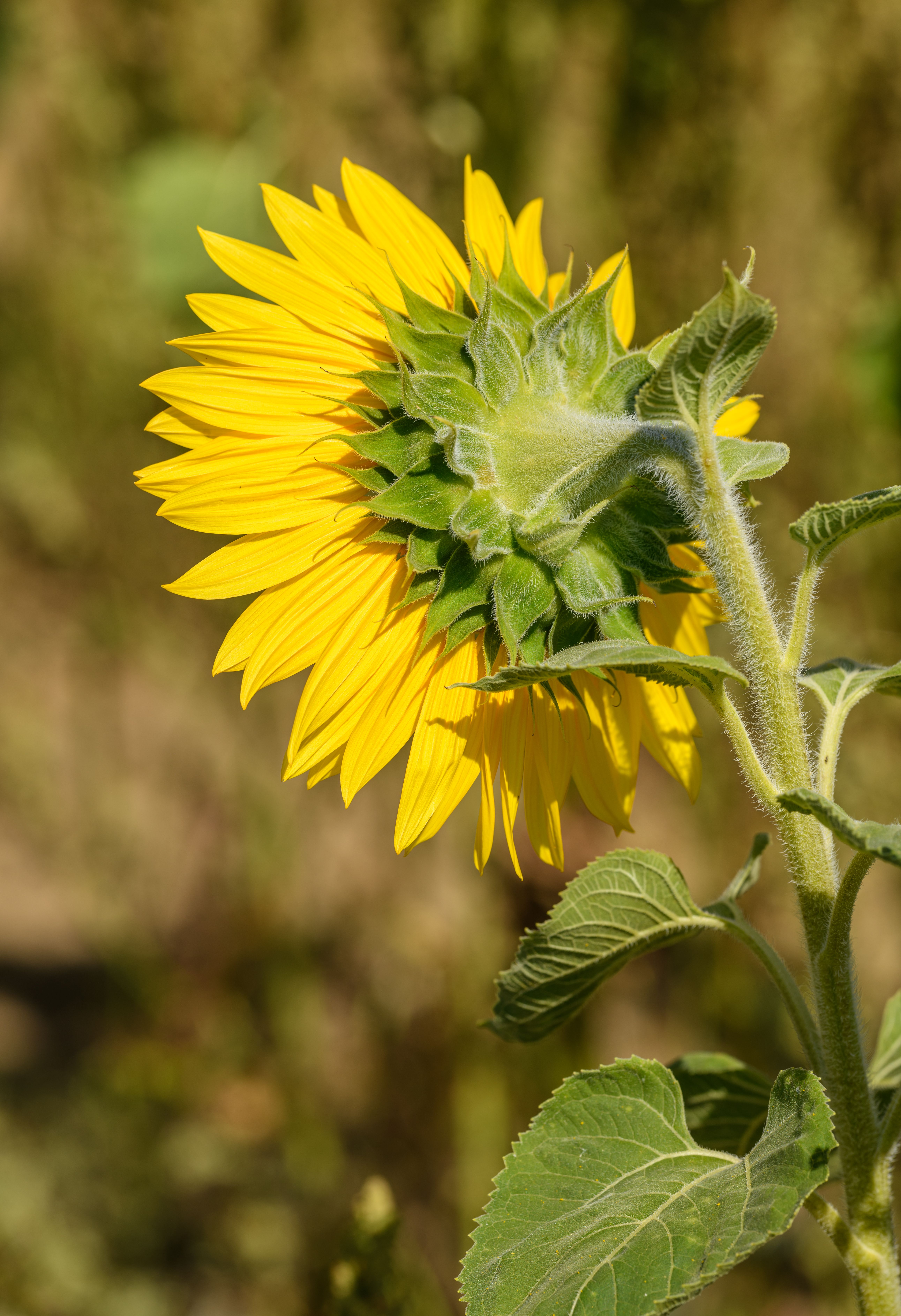 Tache Verte Photos, Download The BEST Free Tache Verte Stock Photos ...