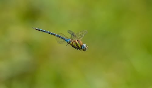 Kostenloses Stock Foto zu entomologie, fliegen, insekt