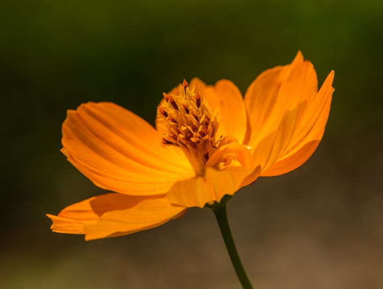 Close-up Of An Orange Cosmos Flower