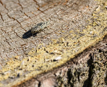 A close-up shot of a buprestis beetle on a tree trunk in natural daylight, showcasing fine details.