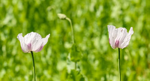 Close-up of White Poppies on a Field 