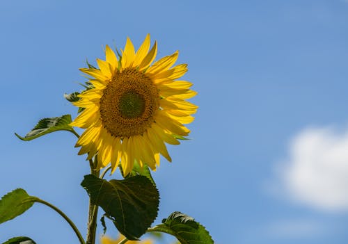 Free Close-up of a Sunflower against Blue Sky  Stock Photo