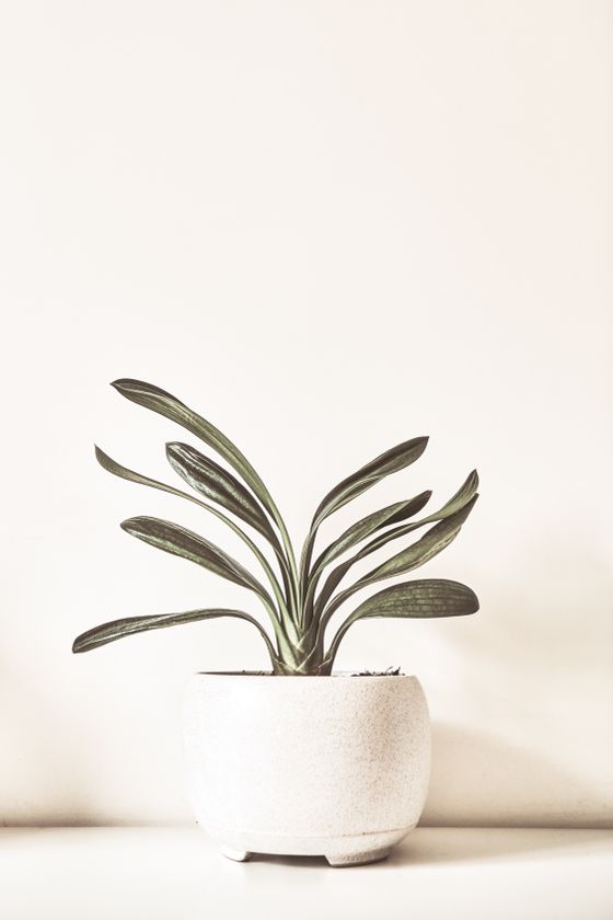 Strap-leaf plant in a speckled chalk-glaze pot — Suki Lee on Pexels
