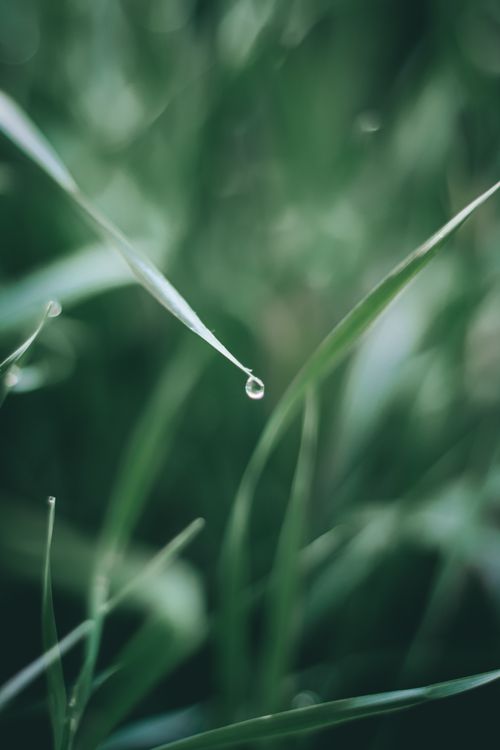 Free A close-up view of a dew-covered grass blade in Теребовля, creating a fresh nature scene. Stock Photo