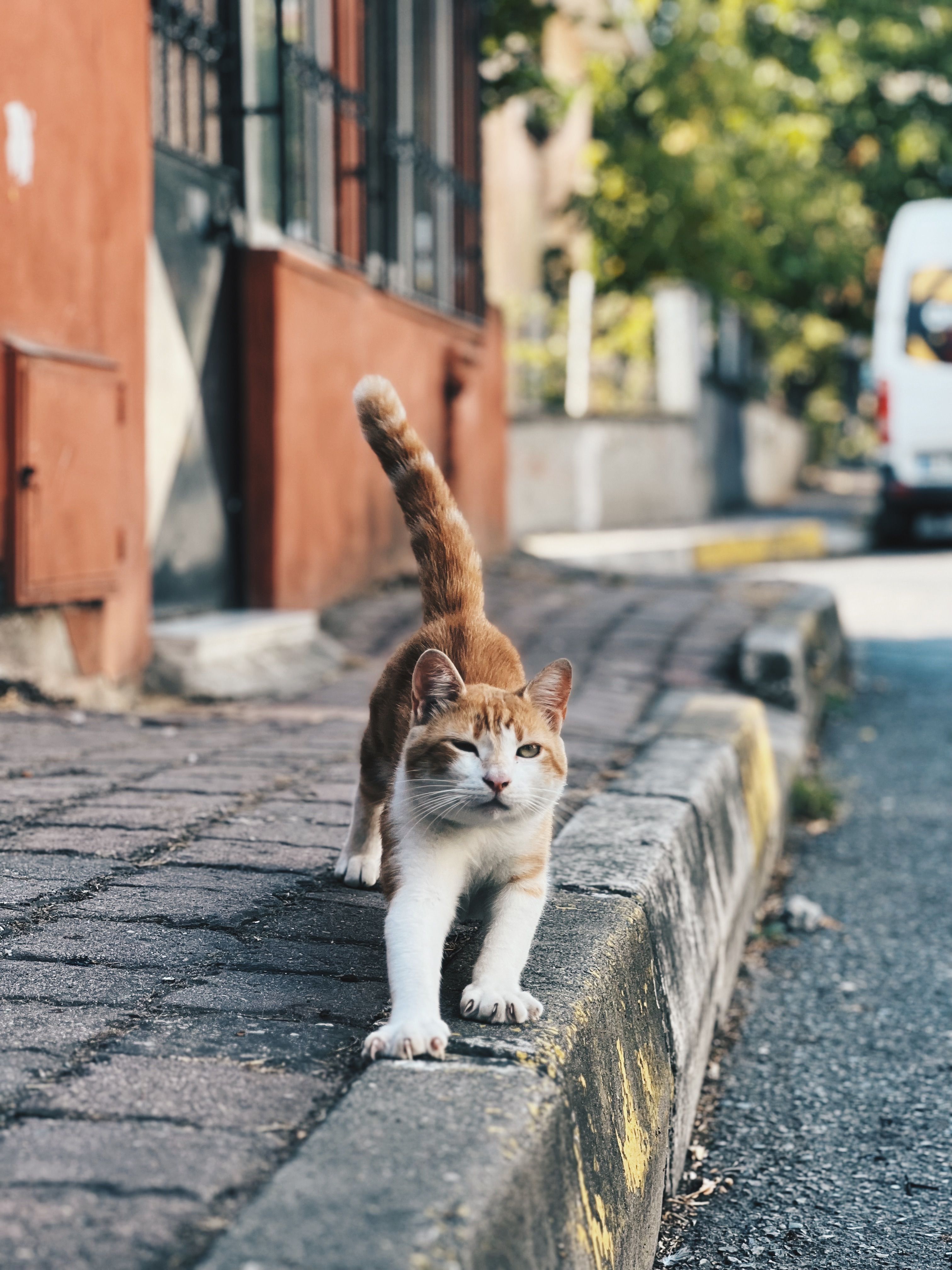 Cat on Sidewalk · Free Stock Photo