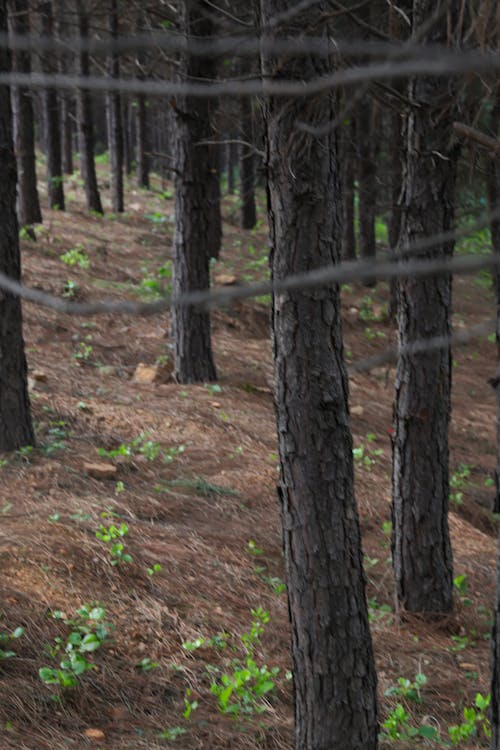 Kostnadsfri bild av lund av träd, skog, trädträ