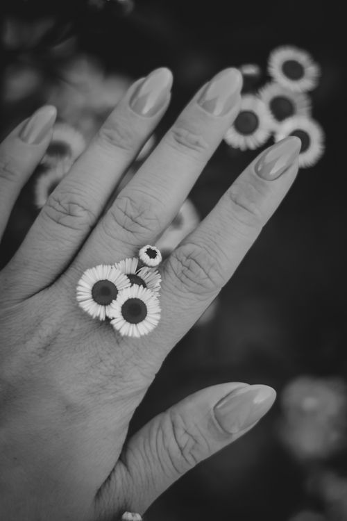 Free Close-up of a woman's hand with daisies, showcasing a delicate black and white composition. Stock Photo