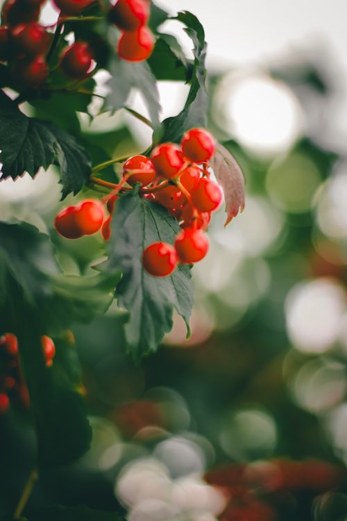Free Bright red berries hanging on a guelder rose with lush green leaves and bokeh background in Terebovlia, Ukraine. Stock Photo