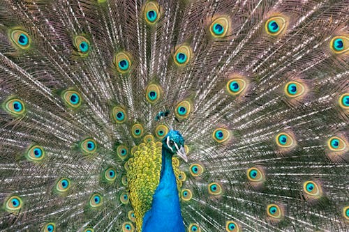 Peacock Displaying its Beautiful Tail Feathers