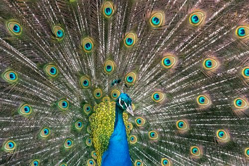 Free Stunning peacock showcasing its vibrant tail feathers in full display outdoors. Stock Photo