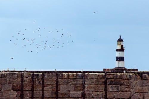 Gratis lagerfoto af flyve, fugle, fyrtårn