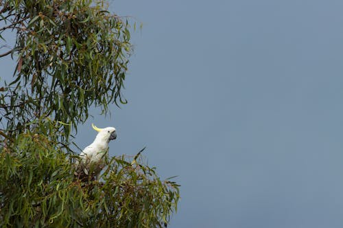White Cockatoo Parrot sitting on a Tree Branch