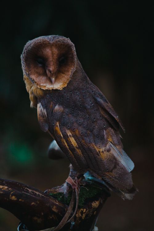Barn Owl on Branch · Free Stock Photo