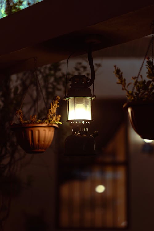 Lamp and Potted Plant 