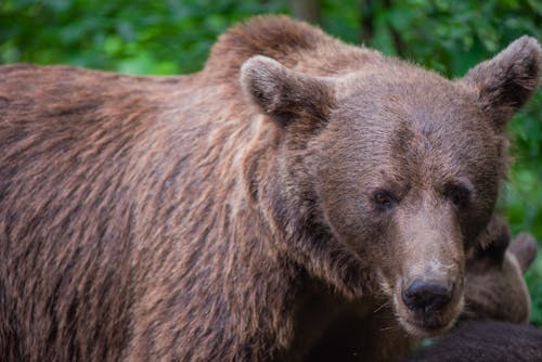 Closeup Bear Photography