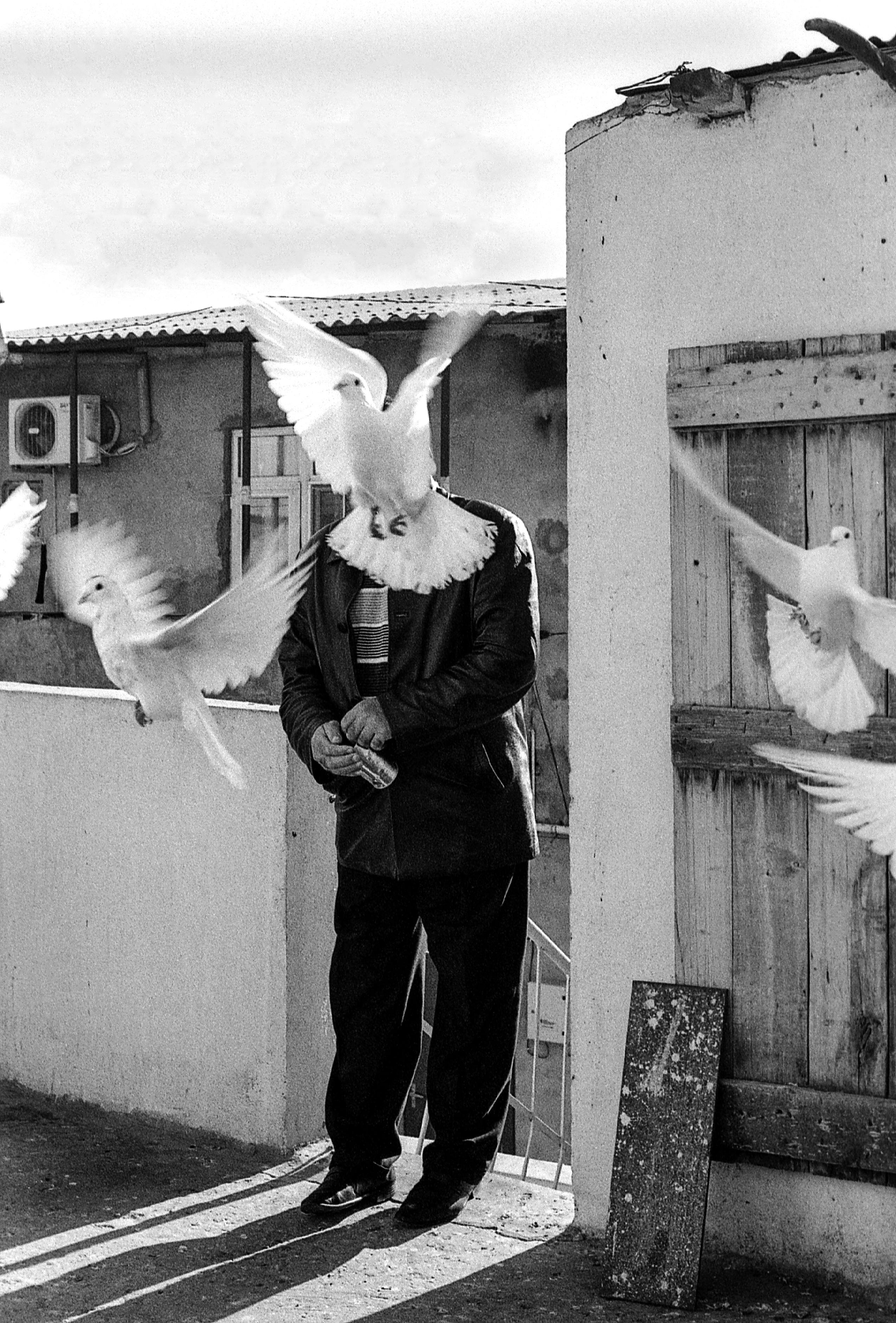 pigeon fancier with face obscured by a pigeon in flight