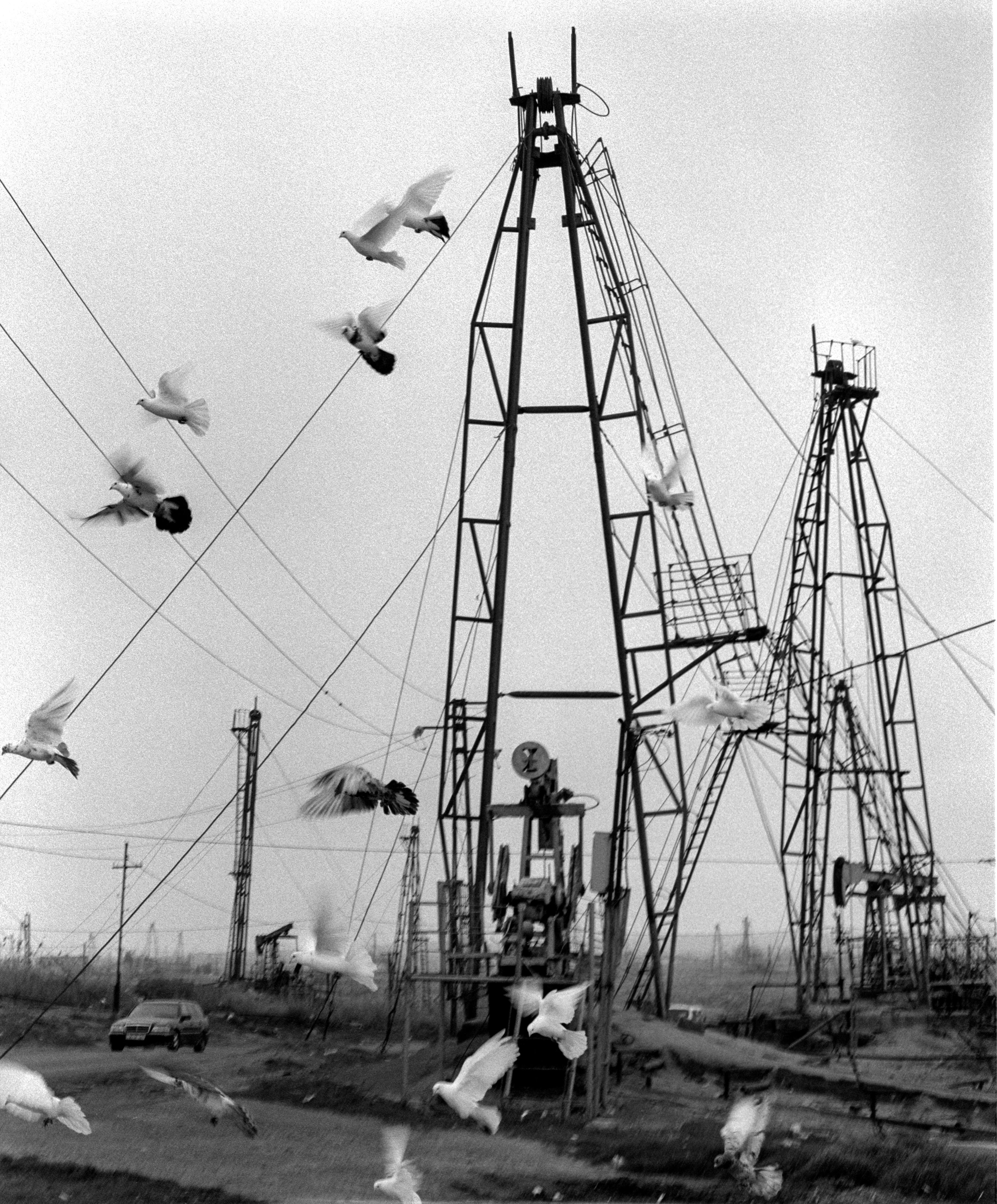 Black and white image of birds flying near oil extraction towers in a rural setting.