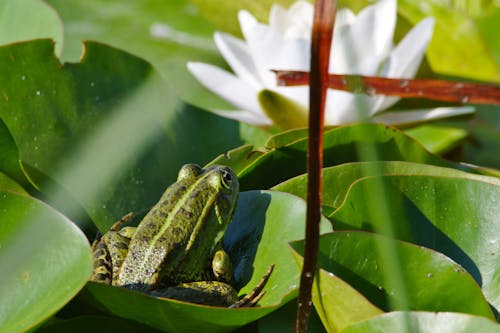 Green Frog among Leaves