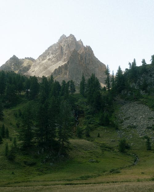 Forest and Rocky Mountain behind