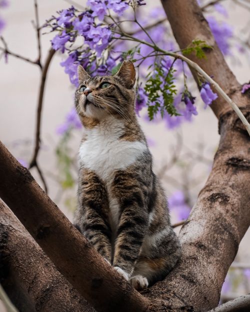 Free A tabby cat sits gracefully on a tree branch surrounded by purple flowers, perfect for pet lovers. Stock Photo