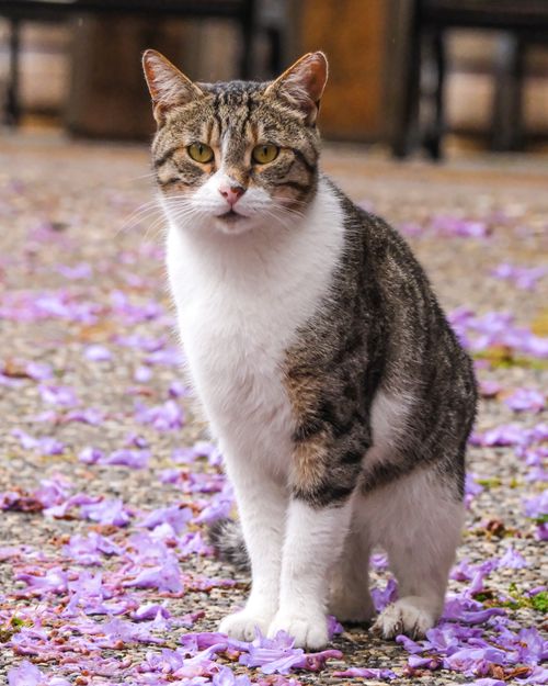 Free Charming close-up of a tabby cat standing on the ground surrounded by purple flower petals. Stock Photo