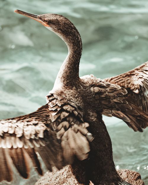 Free A cormorant spreads its wings against a serene water backdrop. Perfect for nature and wildlife themes. Stock Photo