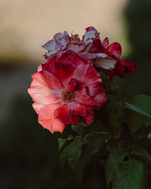 Free Vibrant red rose in full bloom with detailed petals and natural lighting, showcasing nature's beauty. Stock Photo