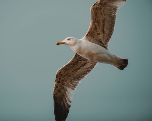 Free A detailed view of a seagull soaring in the sky, showcasing its feathers and grace. Stock Photo