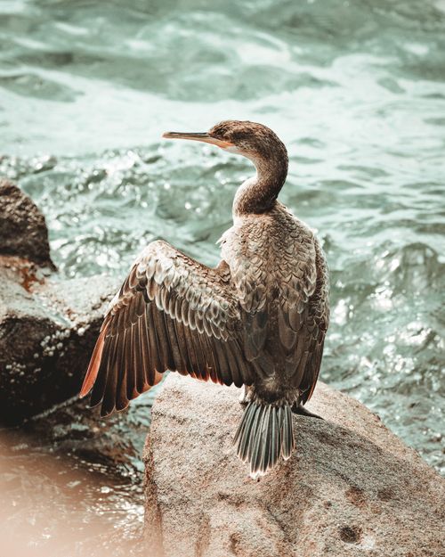 Free Close-up of a cormorant bird drying its wings on rocks beside the water. Stock Photo