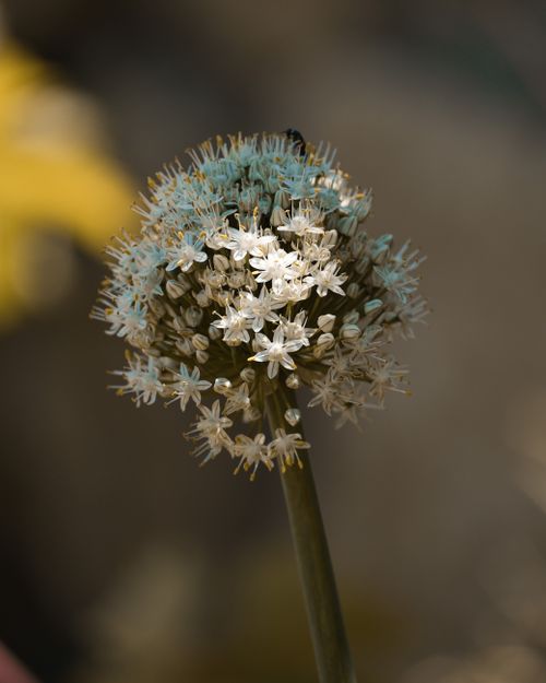 Free A detailed close-up of an Allium flower with delicate white petals against a blurred background. Stock Photo