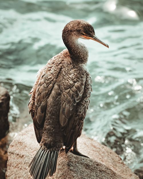 Free Close-up view of a cormorant perched by the water, showcasing nature's beauty. Stock Photo