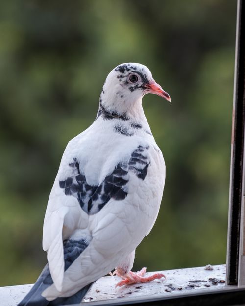 Free Close-up of a white pigeon with black markings sitting on a windowsill with a blurred green background. Stock Photo