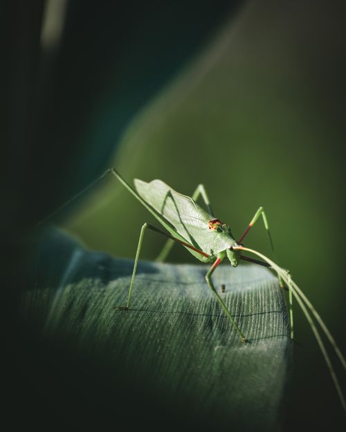 Free Detailed close-up of a green grasshopper resting on a leaf in natural light, perfect for nature lovers. Stock Photo