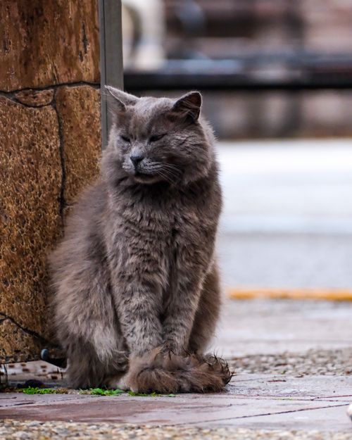 Free Charming portrait of a fluffy grey stray cat sitting in an urban environment. Stock Photo