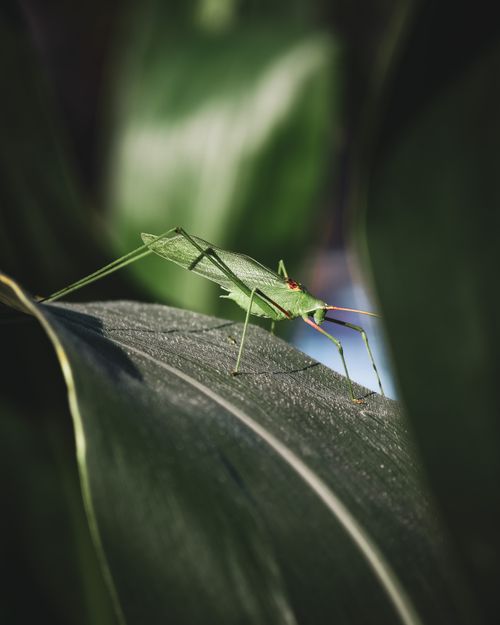 Free Detailed view of a green bush cricket (Hexacentrus japonicus) resting on a leaf. Stock Photo