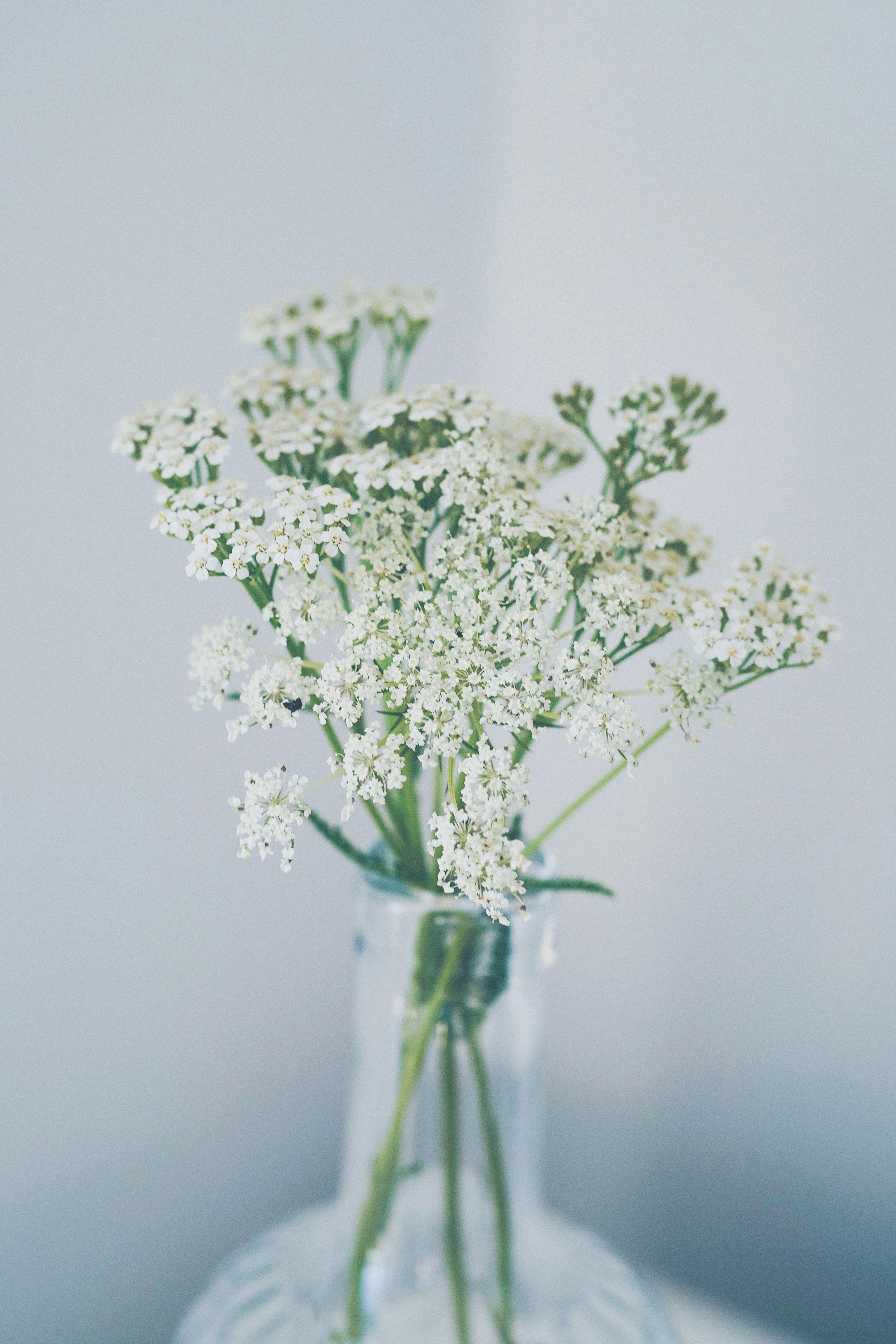 Small White Gypsophila Flowers Stock Photo - Download Image Now