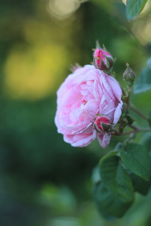 Free A beautiful close-up shot of a pink rose with soft petals against a lush green background, epitomizing natural beauty. Stock Photo