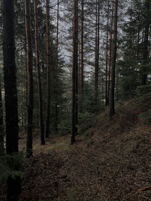 Photos gratuites de à feuilles persistantes, arbres, forêt