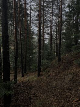 A tranquil forest scene in Poprelka, Smoljan, Bulgaria, showcasing tall trees.