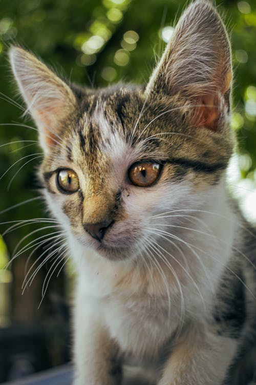 Fotobanka s bezplatnými fotkami na tému domáce zviera, hlava, mača