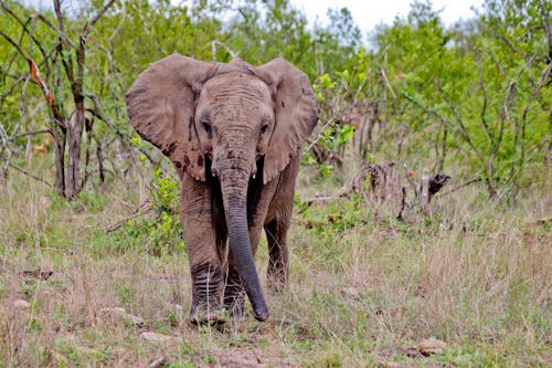 Kostnadsfri bild av djurfotografi, elefant, lantlig
